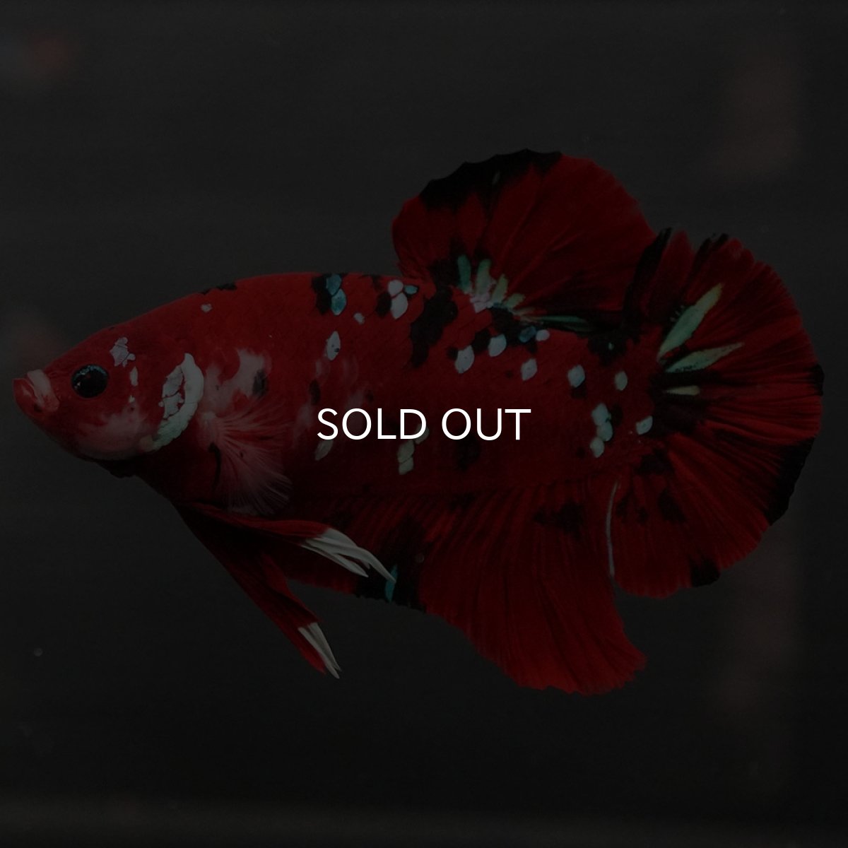 画像4: GHMPK　鯉 (4)