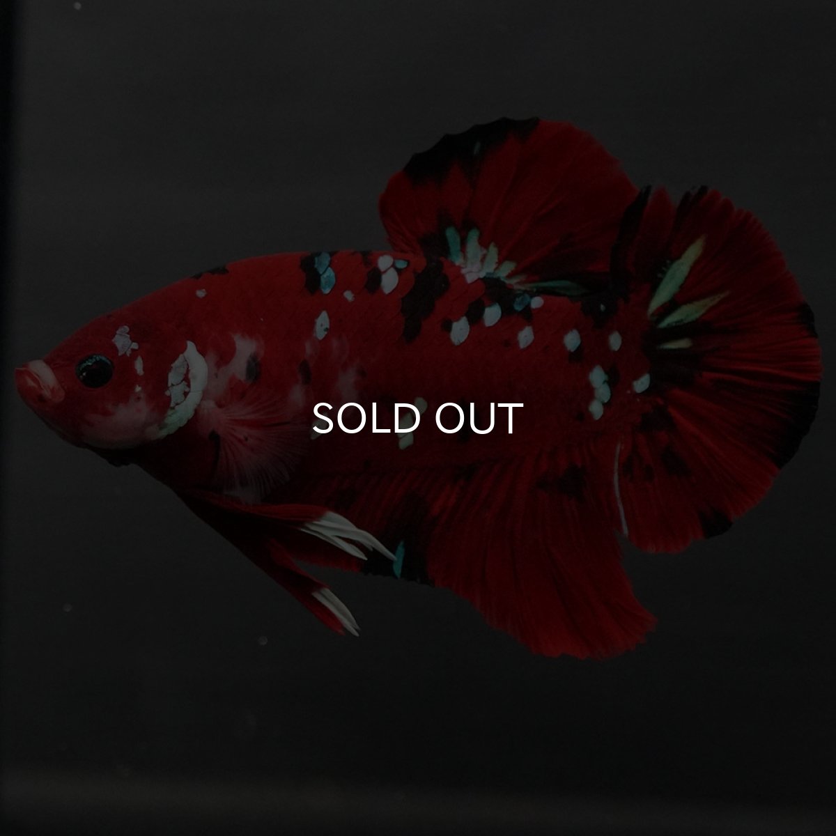 画像2: GHMPK　鯉 (2)