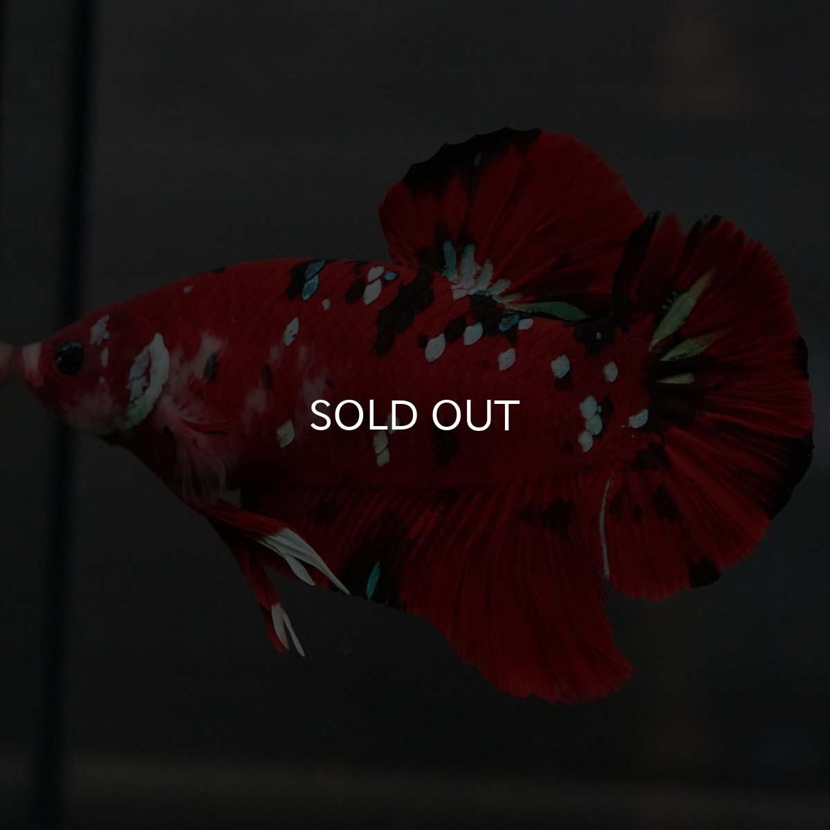 画像6: GHMPK　鯉 (6)