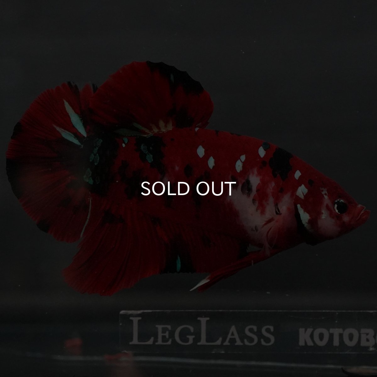 画像5: GHMPK　鯉 (5)