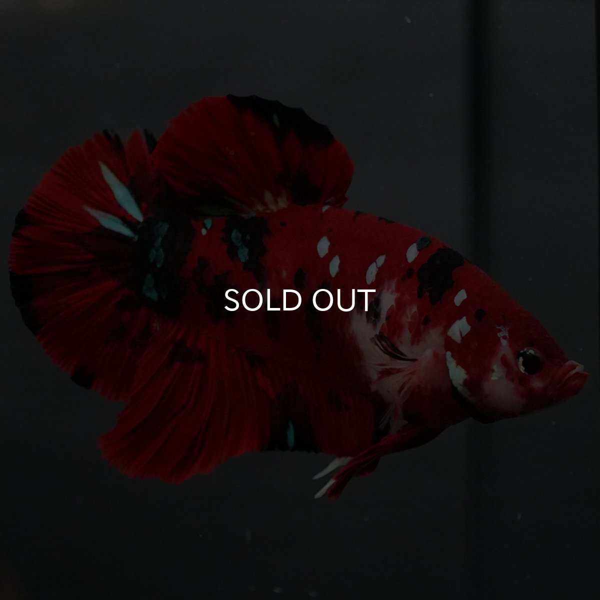 画像3: GHMPK　鯉 (3)