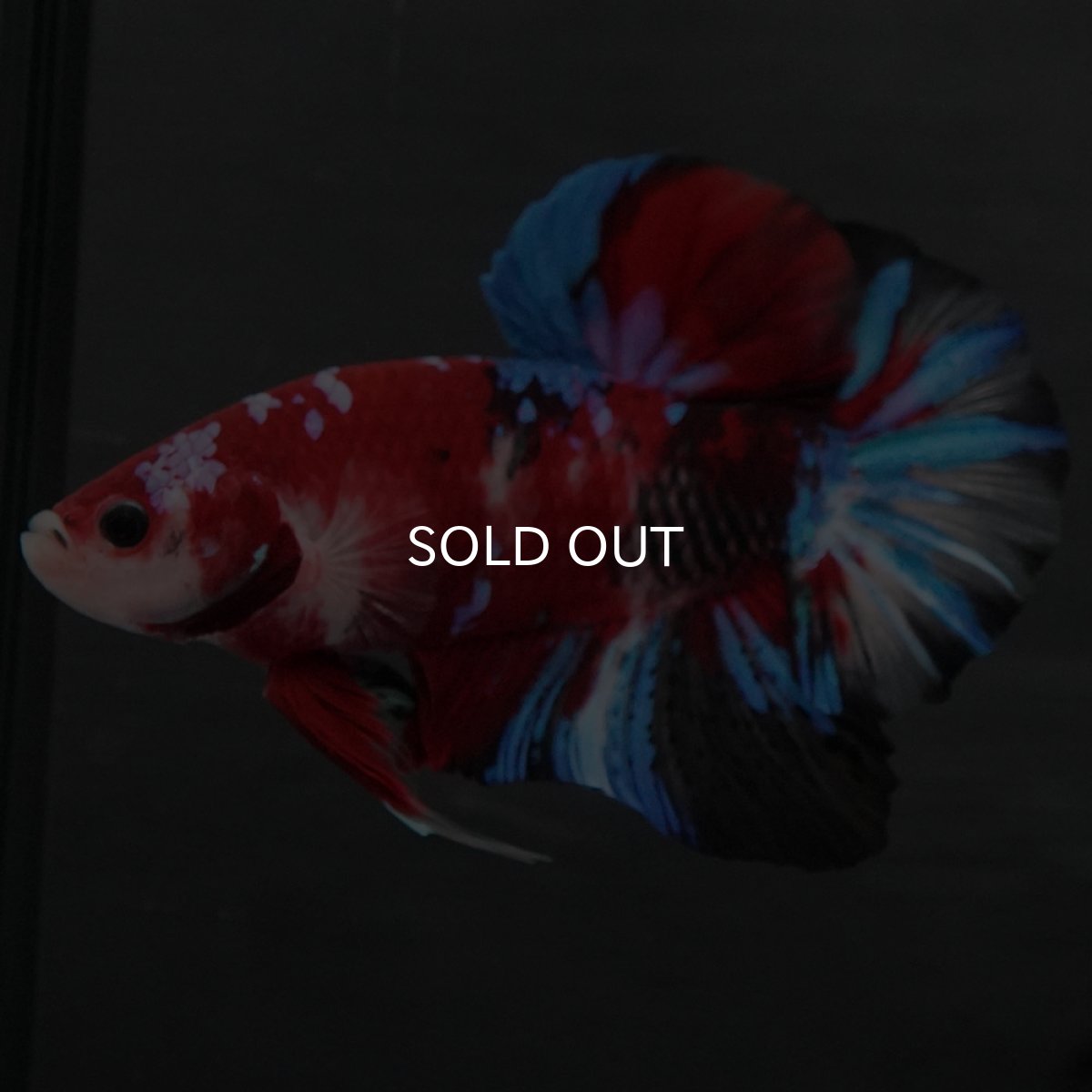 画像2: GHMPK 鯉ギャラクシー (2)