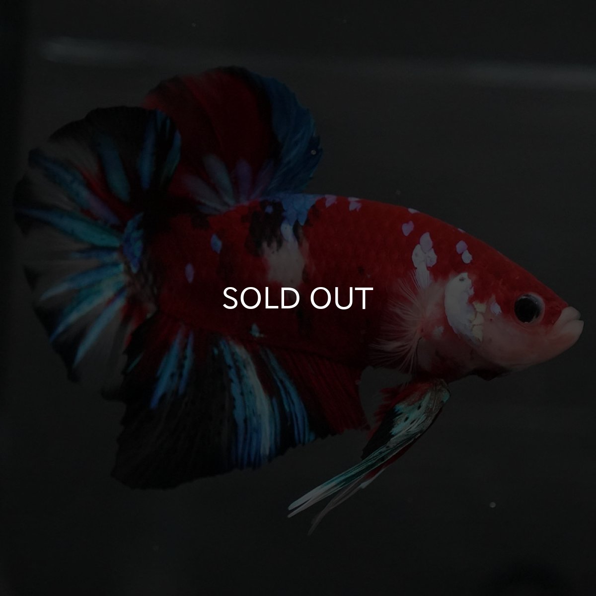 画像5: GHMPK 鯉ギャラクシー (5)