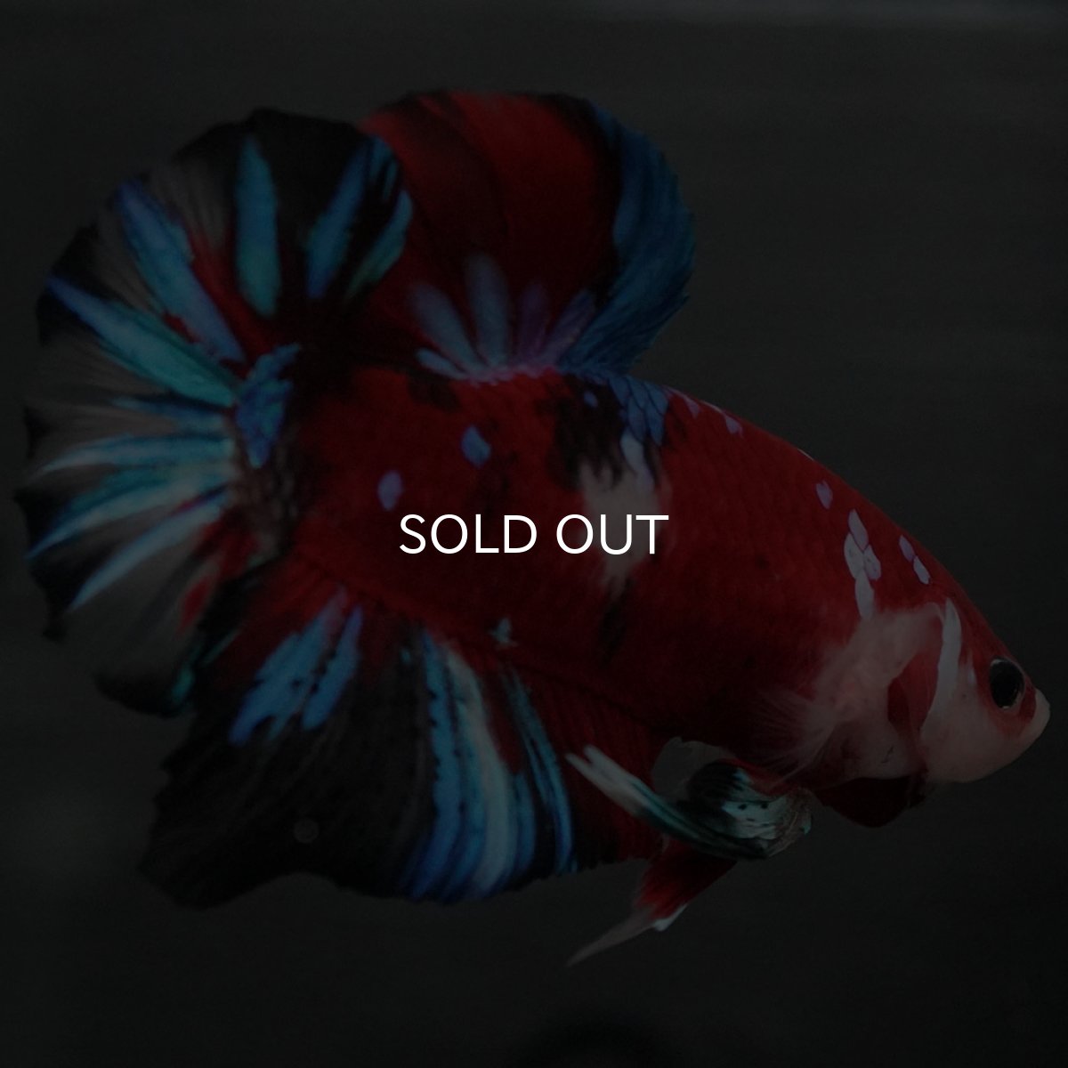 画像7: GHMPK 鯉ギャラクシー (7)