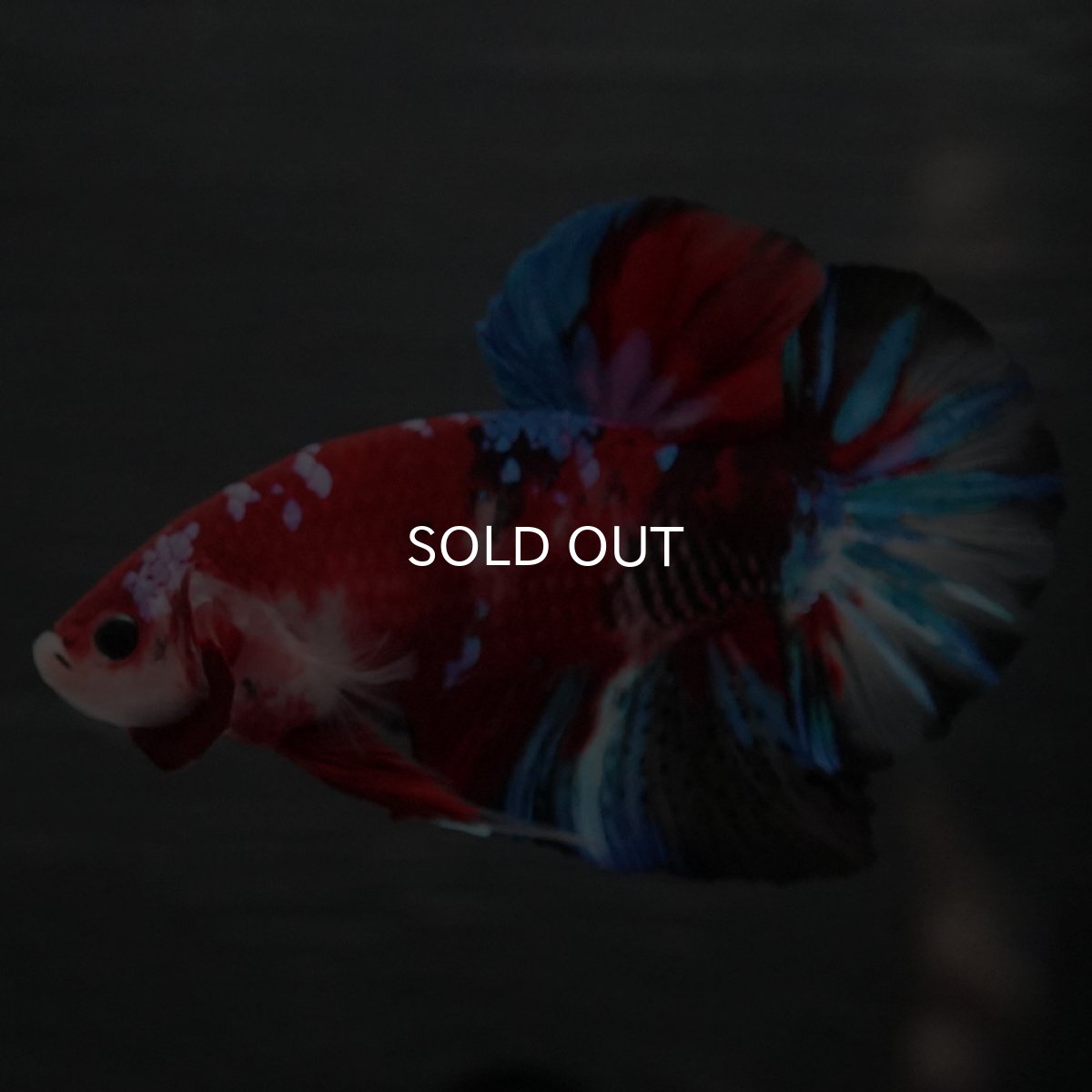 画像6: GHMPK 鯉ギャラクシー (6)