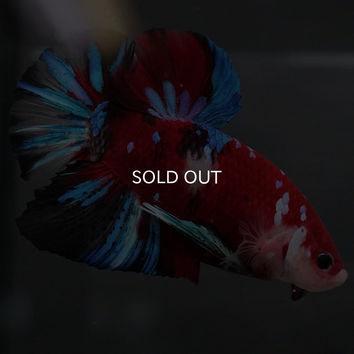 画像10: GHMPK 鯉ギャラクシー (10)