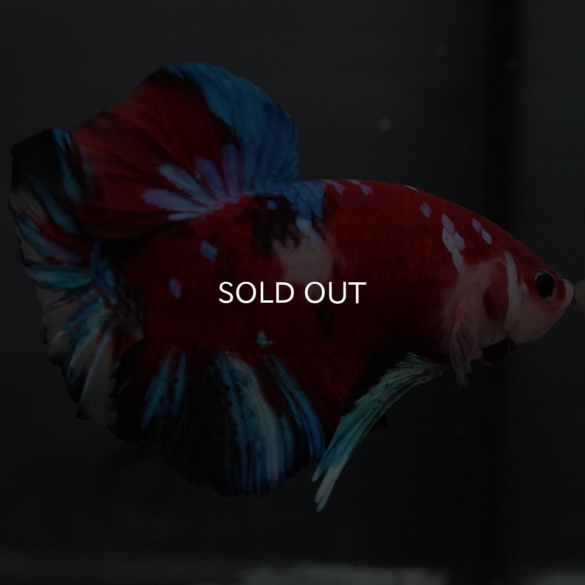 画像9: GHMPK 鯉ギャラクシー (9)