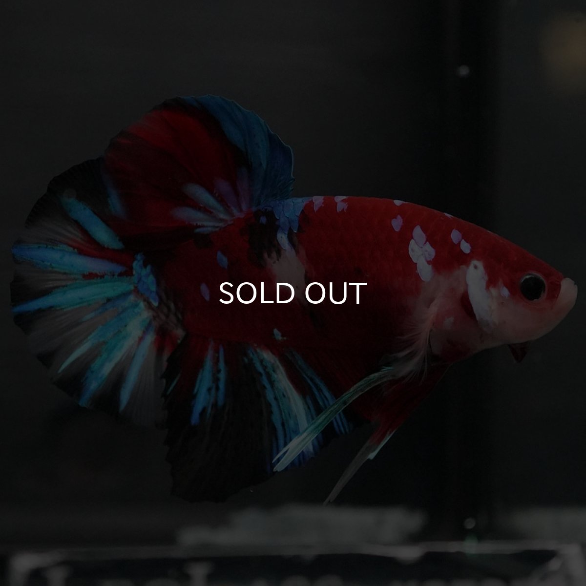 画像8: GHMPK 鯉ギャラクシー (8)