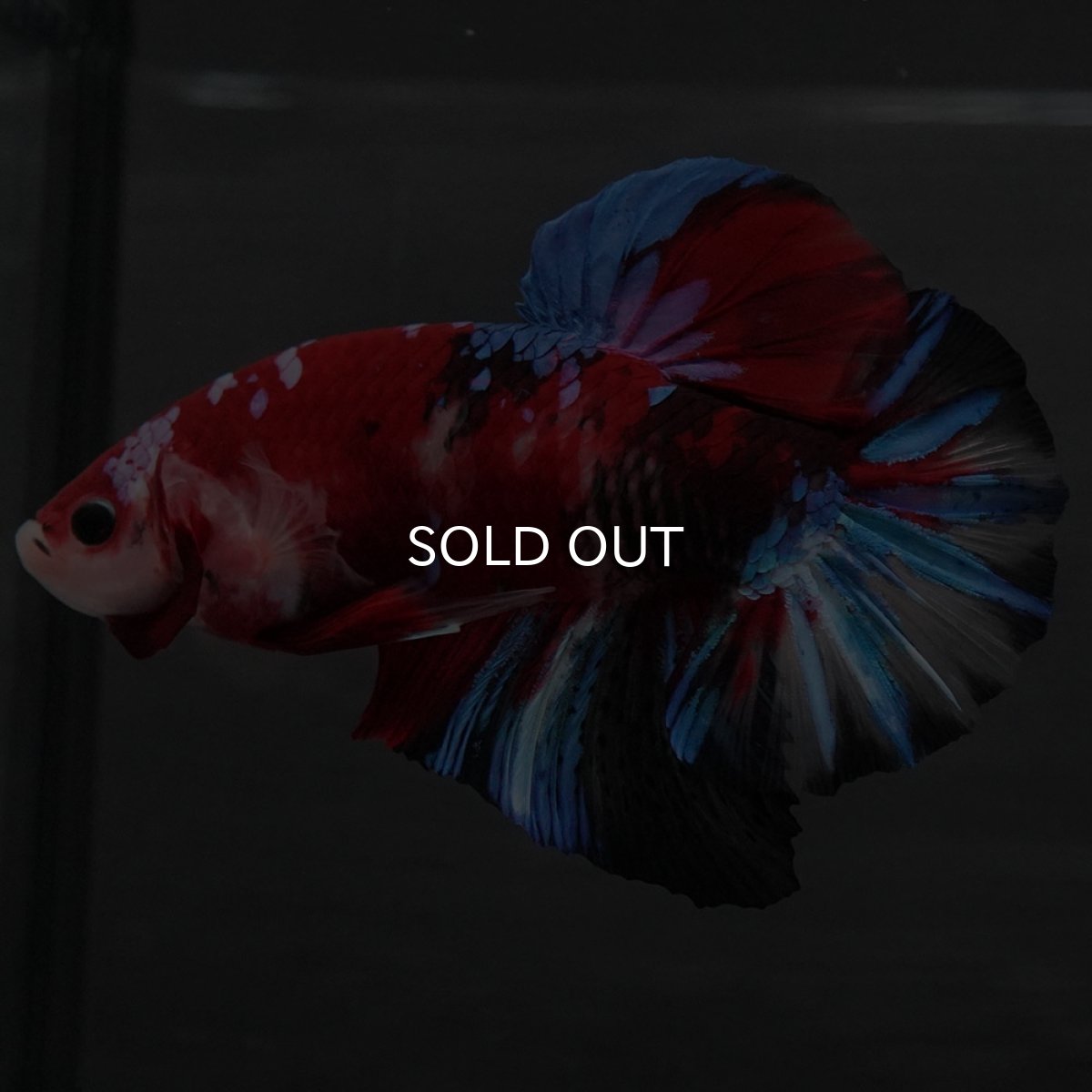 画像4: GHMPK 鯉ギャラクシー (4)