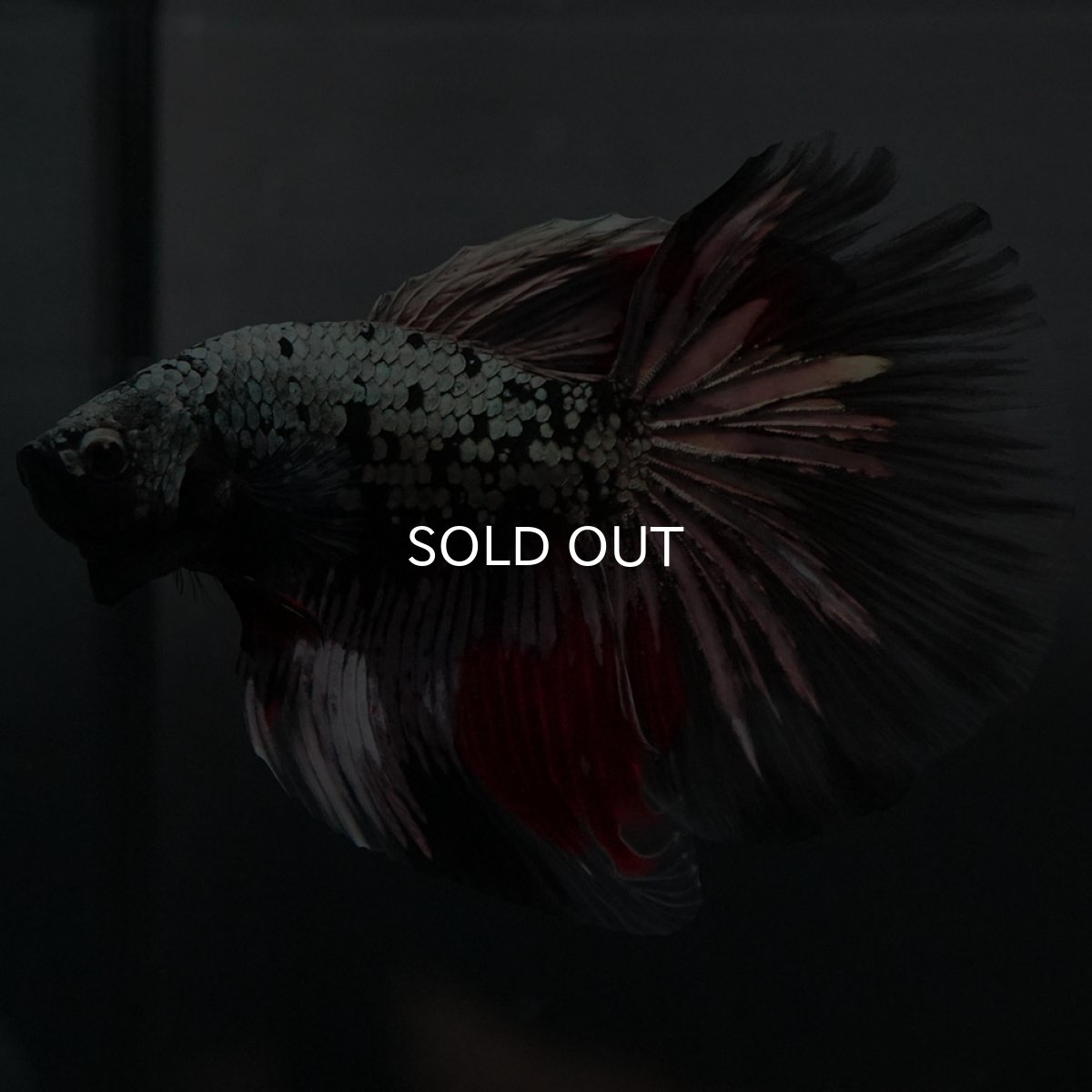 画像4: GHM ブラックカッパー 変わり柄 (4)