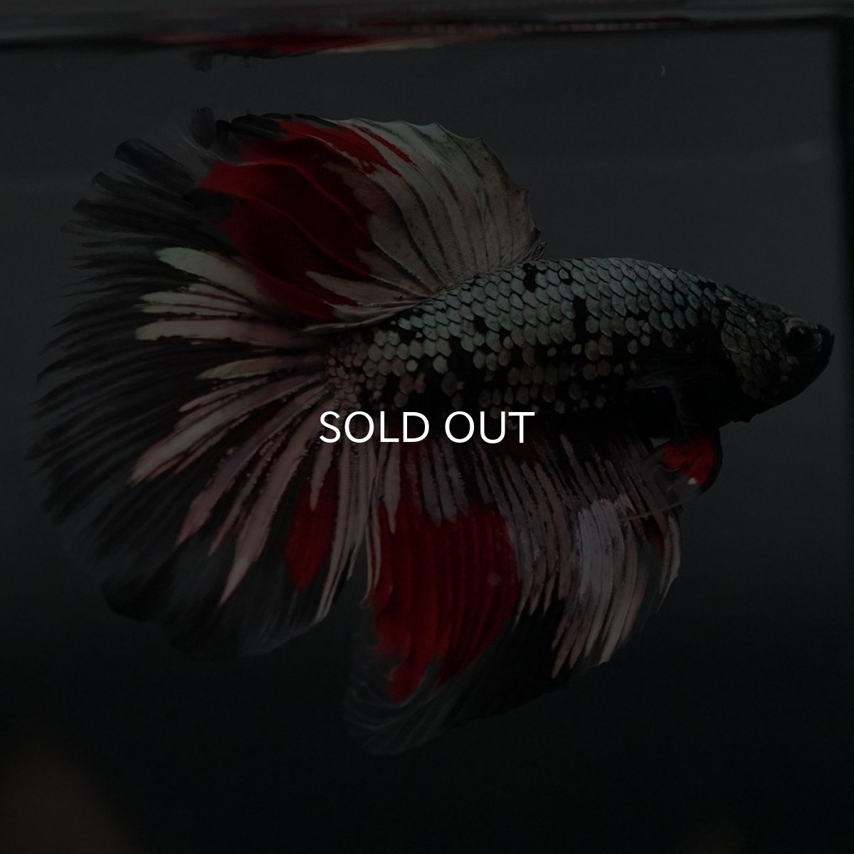 画像6: GHM ブラックカッパー 変わり柄 (6)