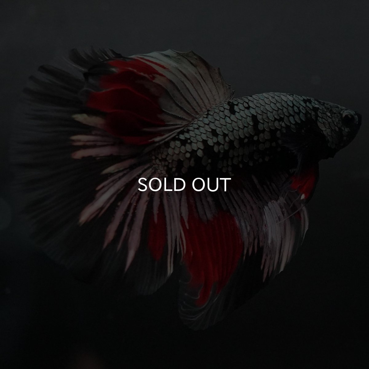 画像3: GHM ブラックカッパー 変わり柄 (3)