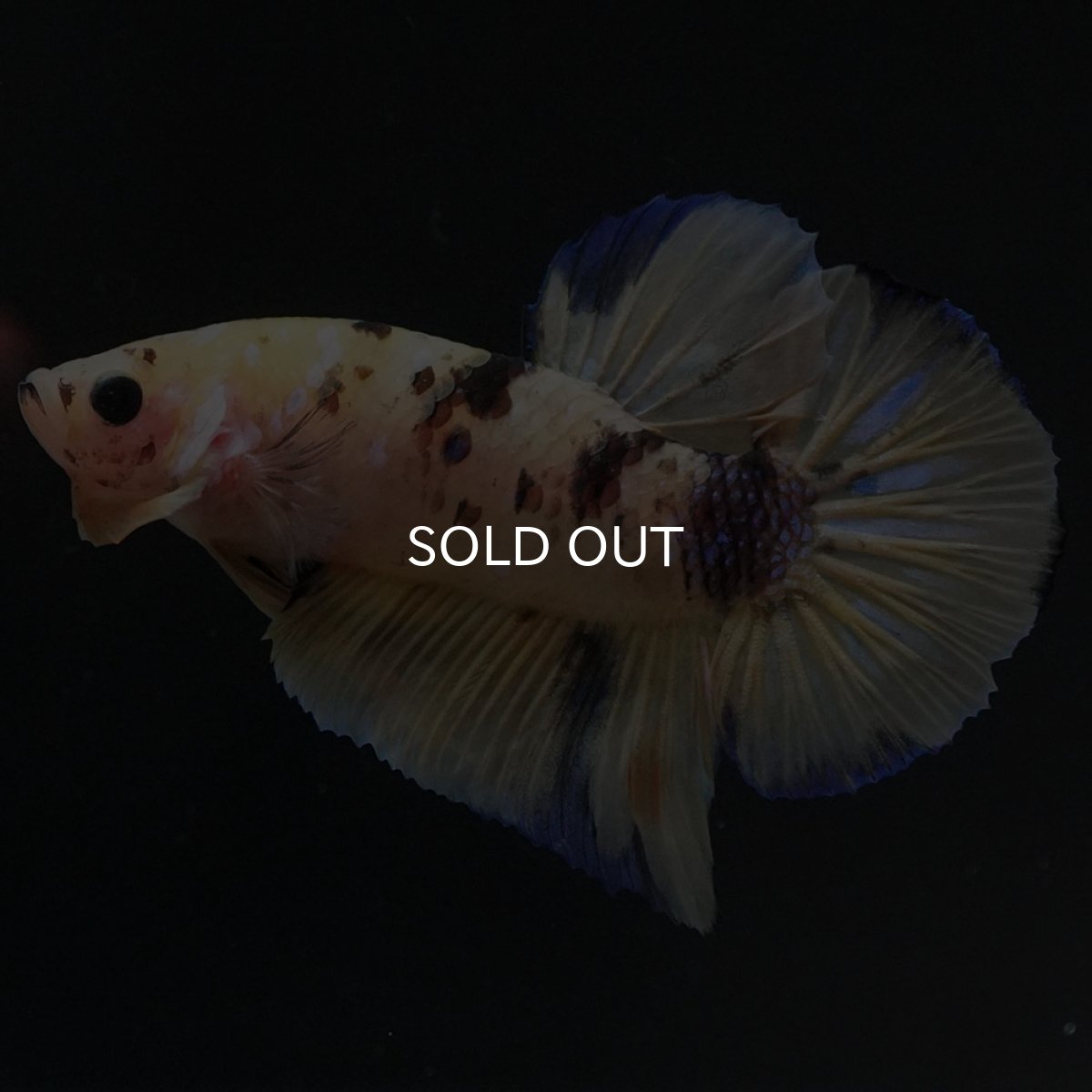 画像8: HMPK イエロータイガー (8)