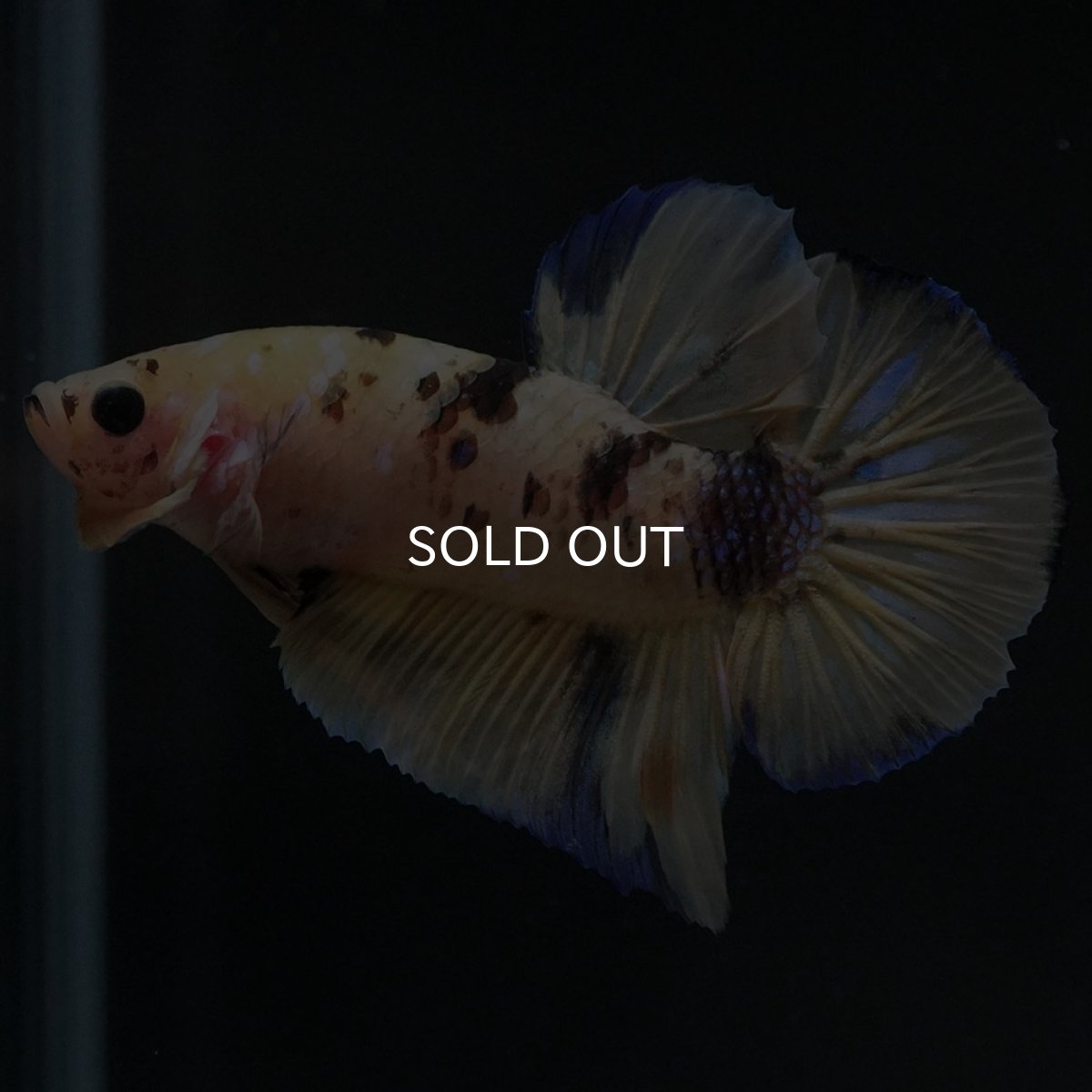 画像2: HMPK イエロータイガー (2)