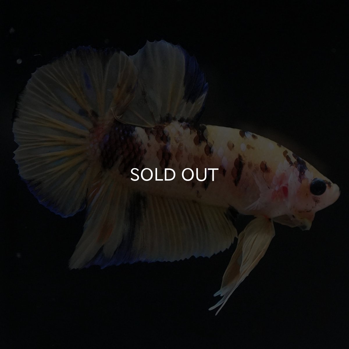 画像7: HMPK イエロータイガー (7)