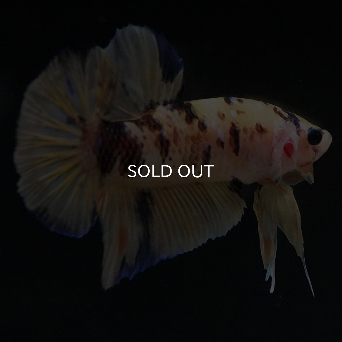 画像6: HMPK イエロータイガー (6)