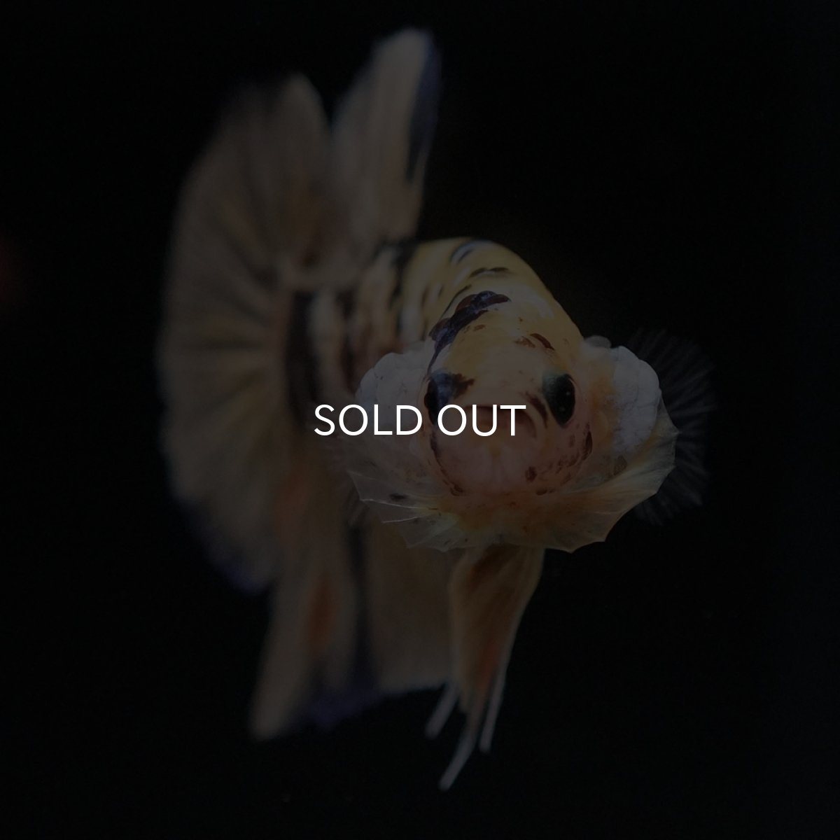 画像4: HMPK イエロータイガー (4)