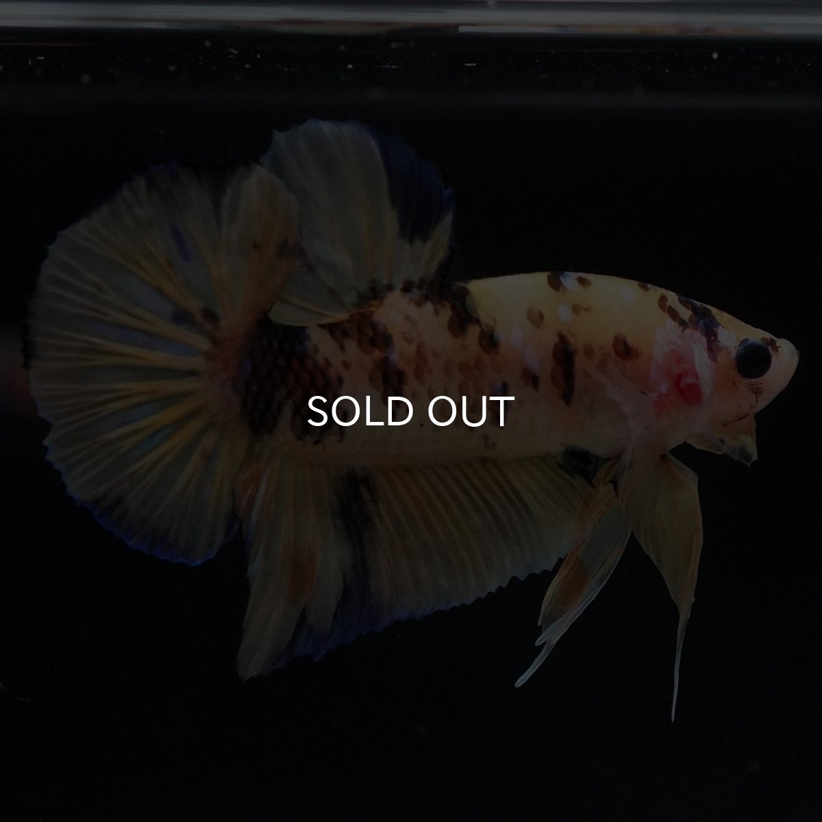 画像5: HMPK イエロータイガー (5)