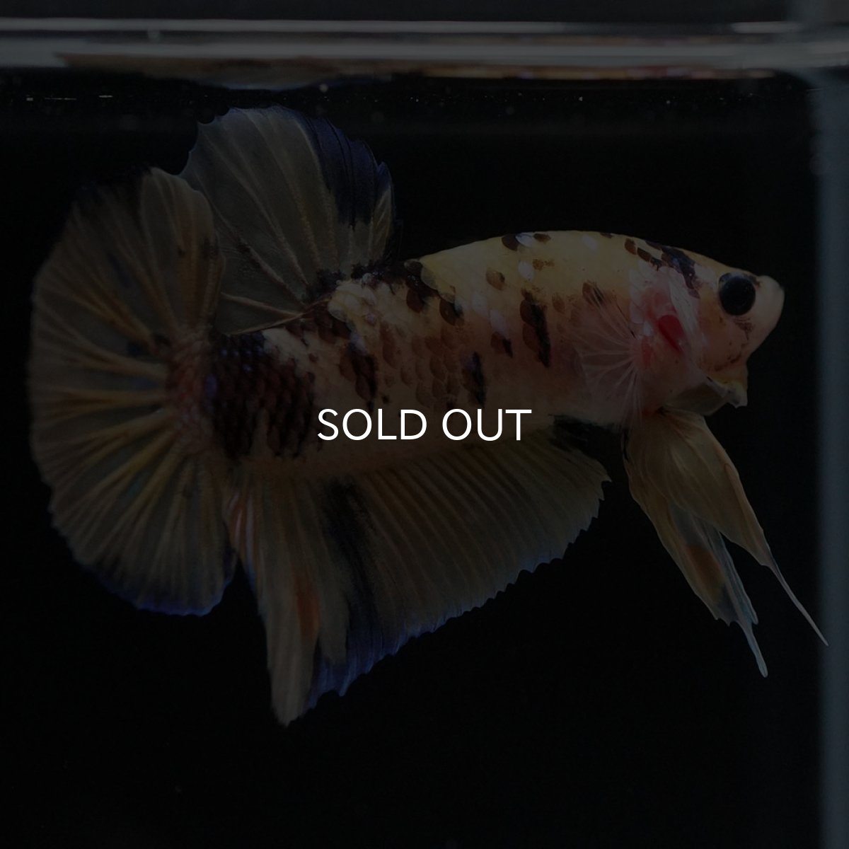 画像3: HMPK イエロータイガー (3)