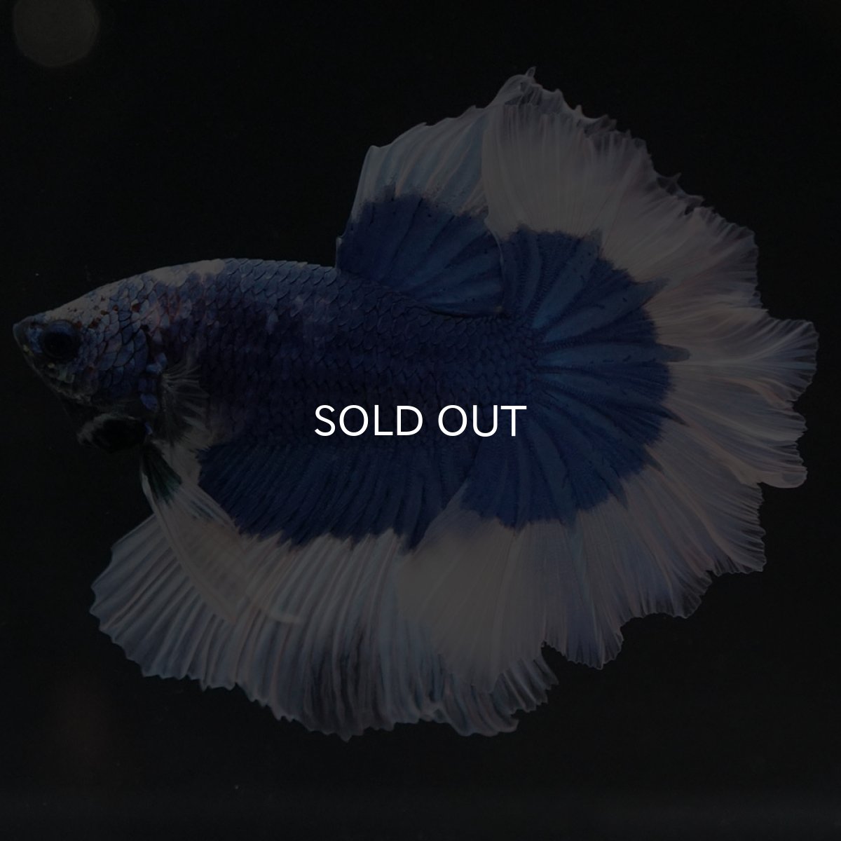 画像3: HM ブルーバタフライ フェザーテール (3)