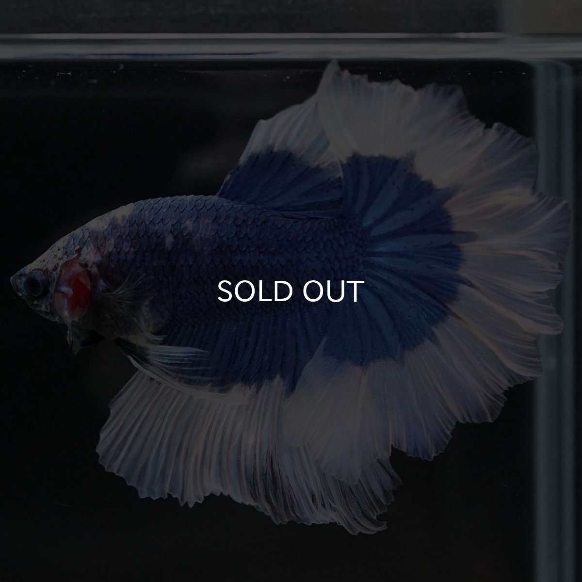 画像5: HM ブルーバタフライ フェザーテール (5)