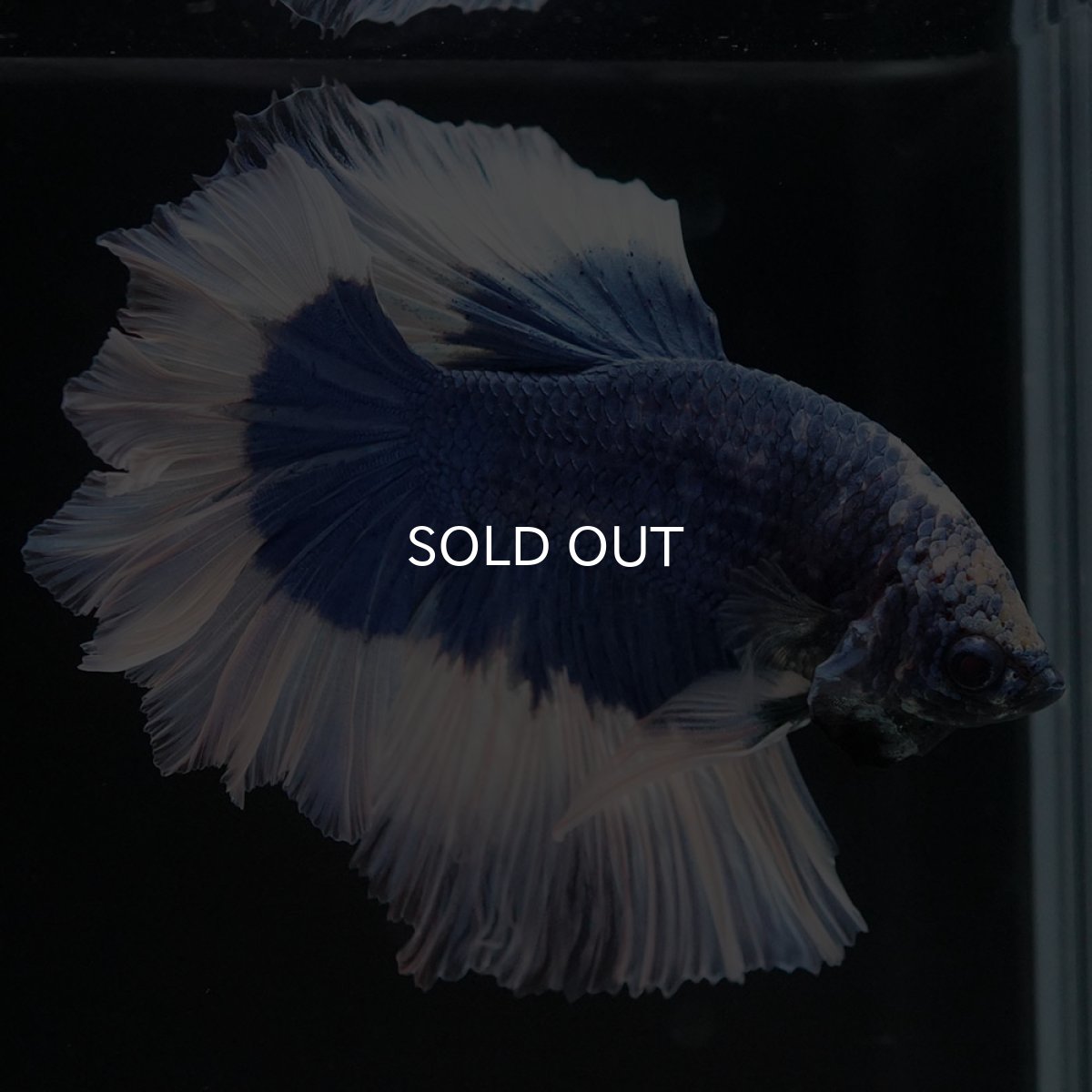 画像7: HM ブルーバタフライ フェザーテール (7)