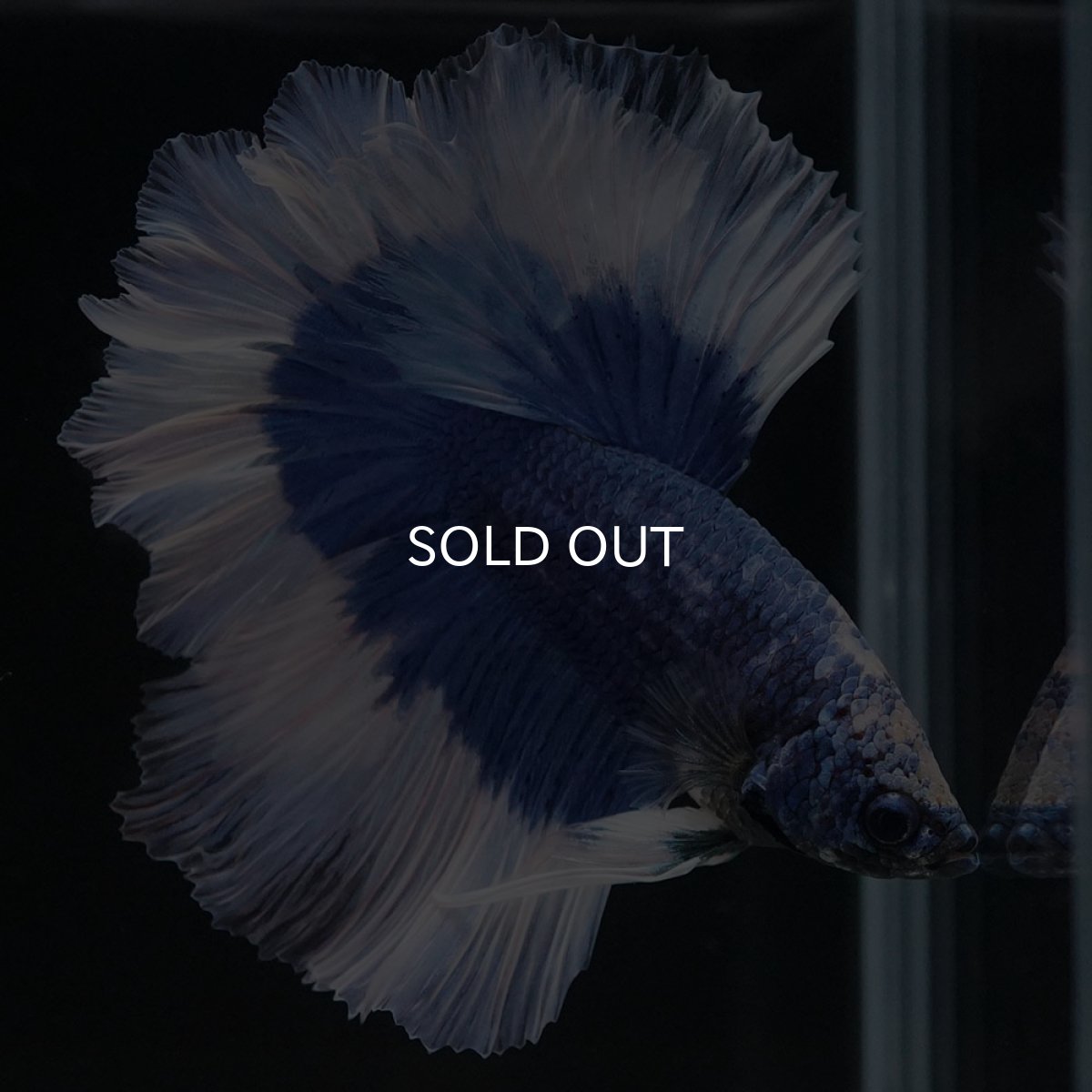 画像2: HM ブルーバタフライ フェザーテール (2)