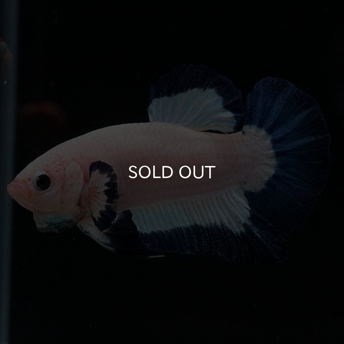 画像5: HMPK　ブルーリム (5)