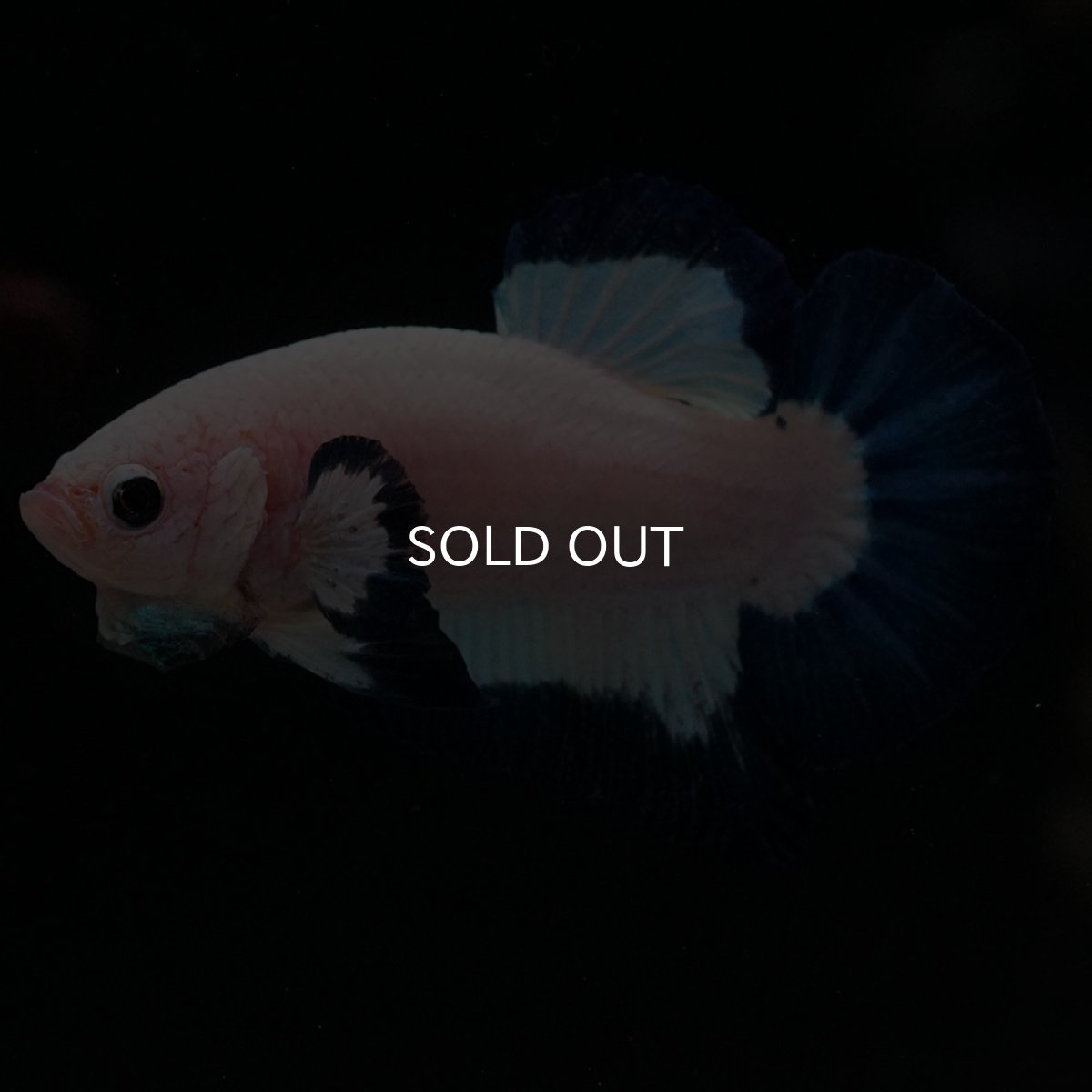 画像3: HMPK　ブルーリム (3)