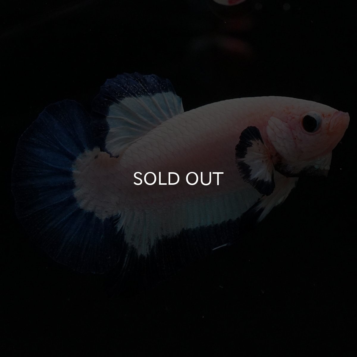 画像6: HMPK　ブルーリム (6)