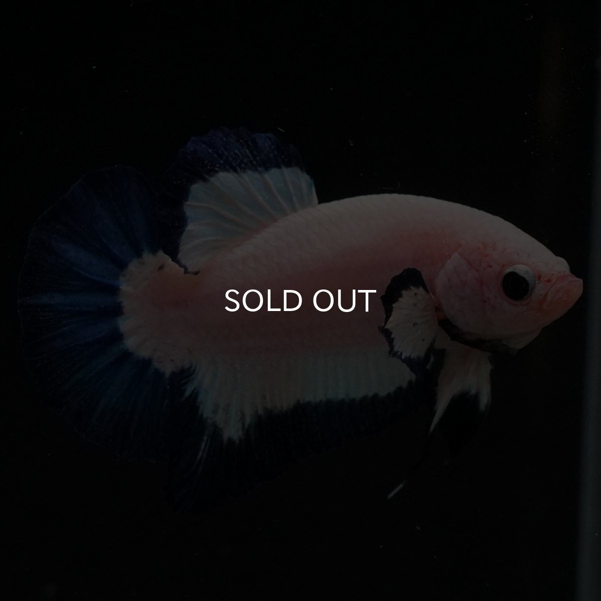 画像4: HMPK　ブルーリム (4)