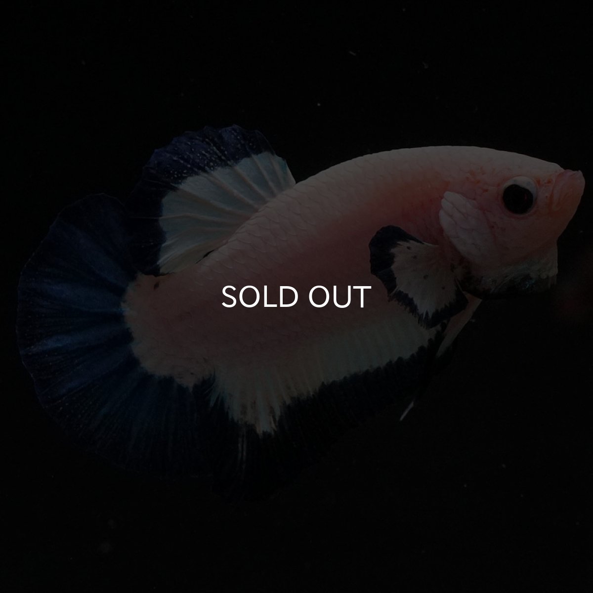 画像2: HMPK　ブルーリム (2)