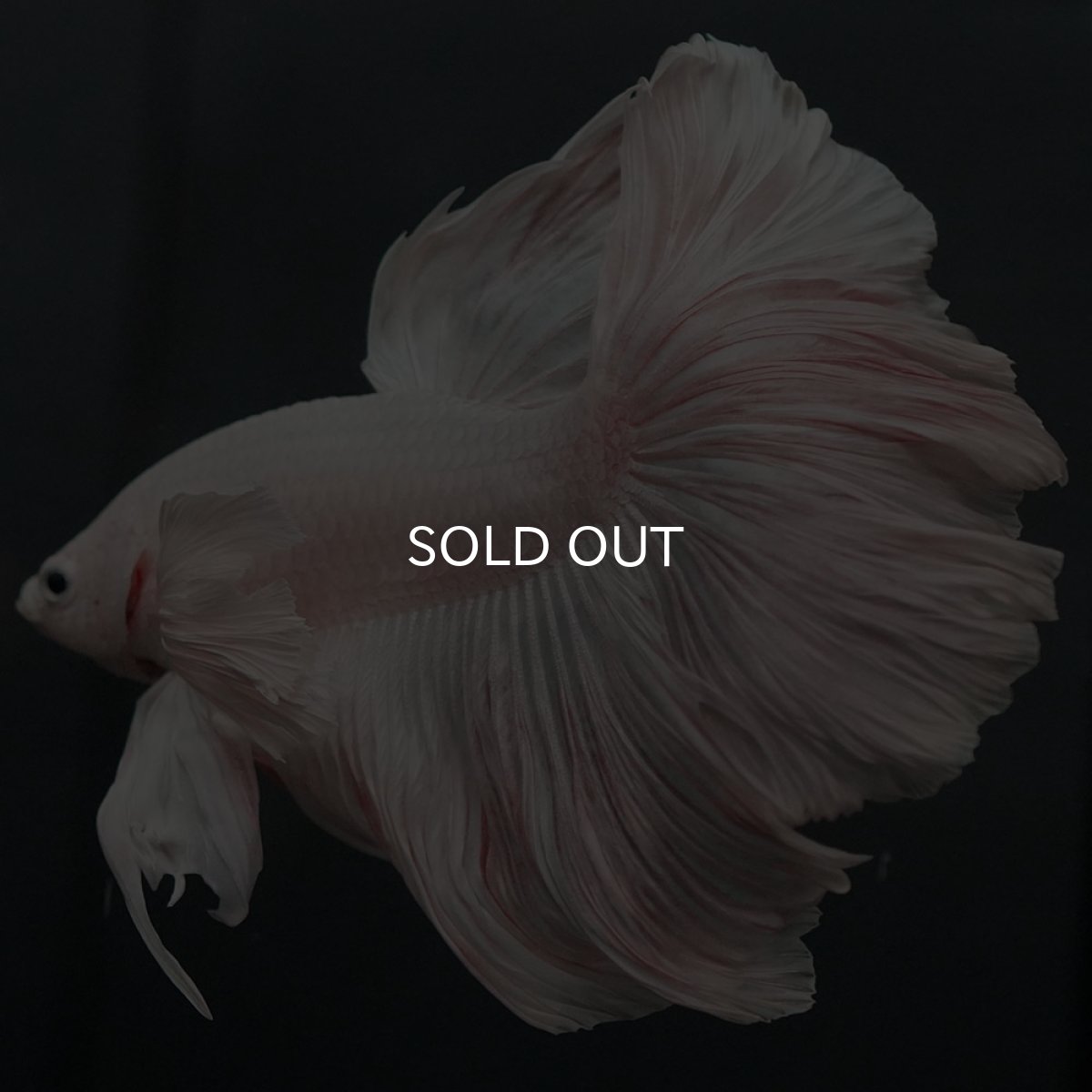 画像10: GHMダンボ ホワイト (10)