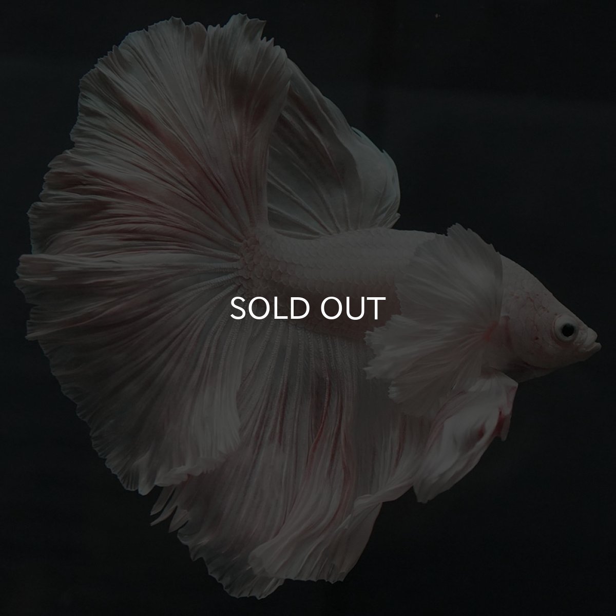 画像8: GHMダンボ ホワイト (8)