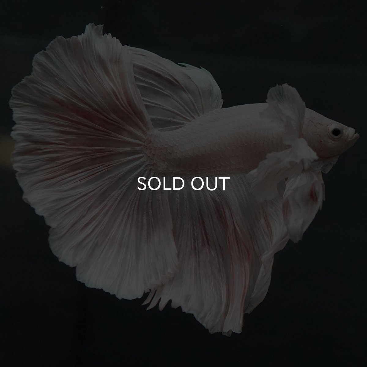 画像6: GHMダンボ ホワイト (6)