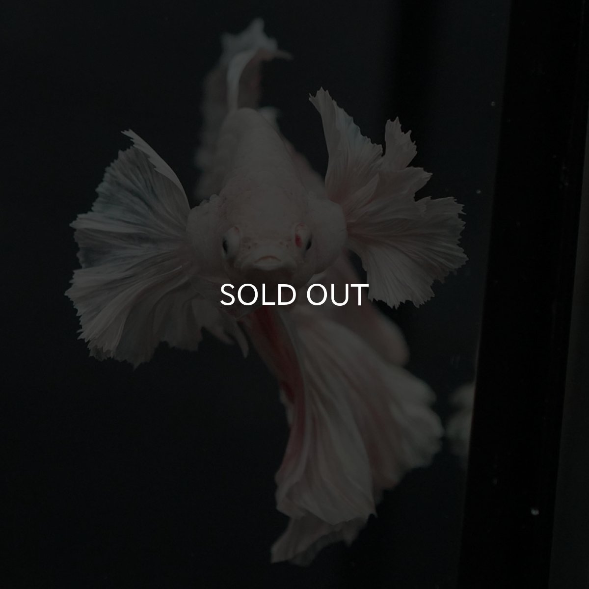 画像3: GHMダンボ ホワイト (3)