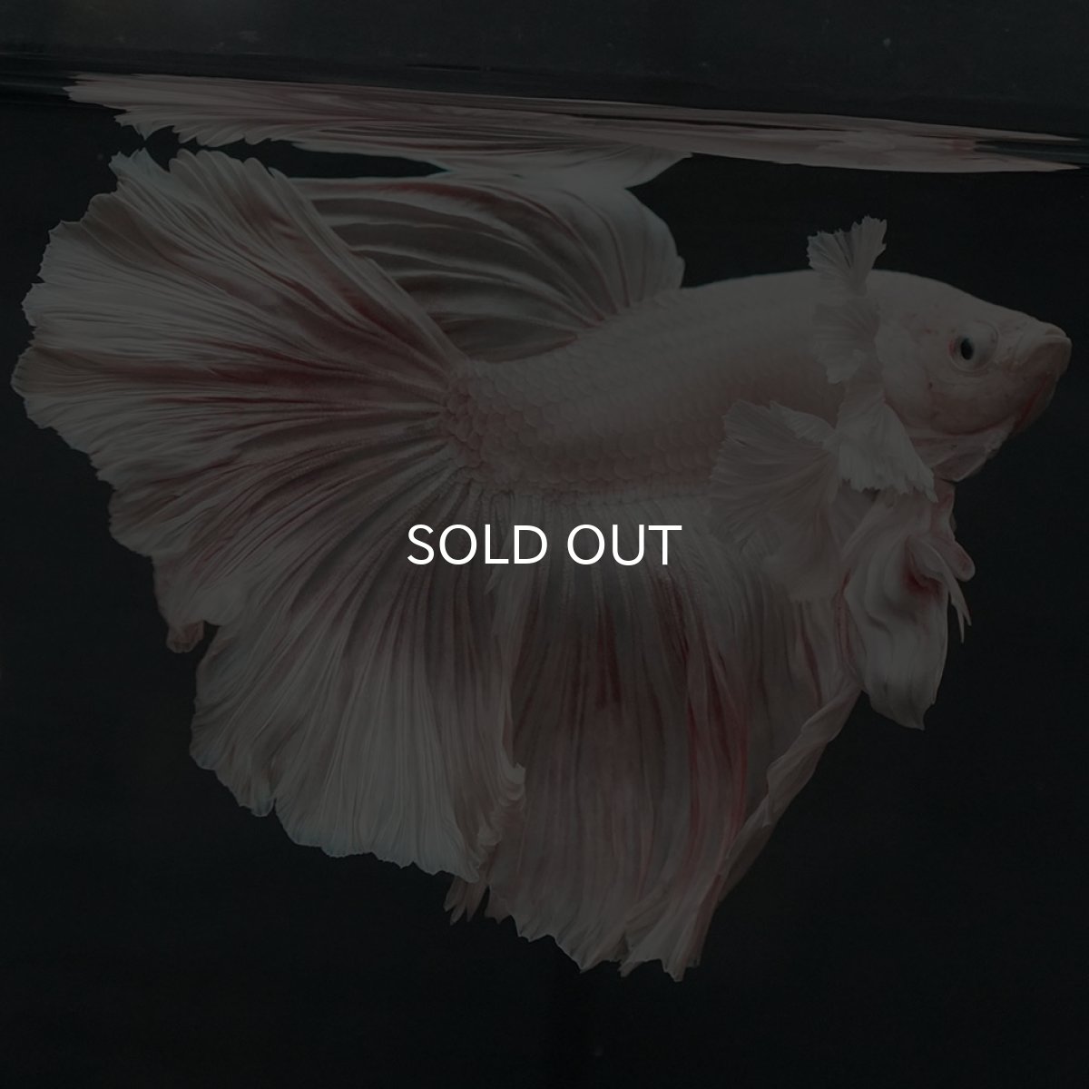 画像9: GHMダンボ ホワイト (9)