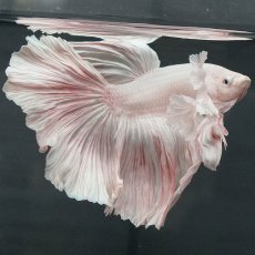 画像9: GHMダンボ　ホワイト (9)