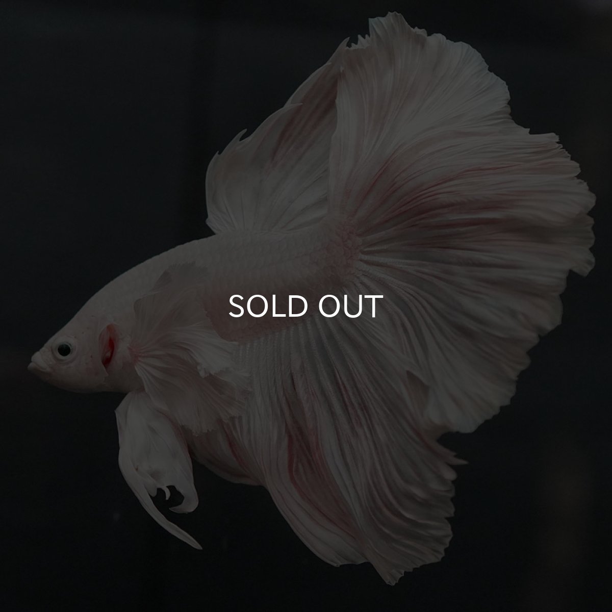 画像7: GHMダンボ ホワイト (7)