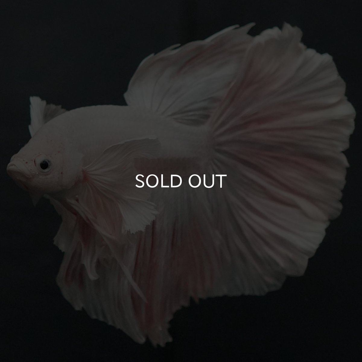 画像5: GHMダンボ ホワイト (5)