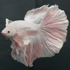 画像5: GHMダンボ　ホワイト (5)