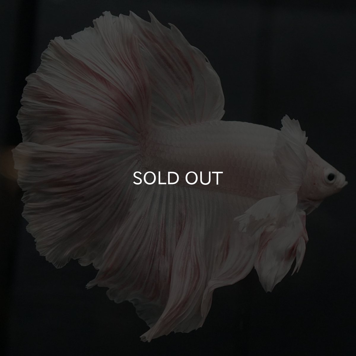 画像4: GHMダンボ ホワイト (4)