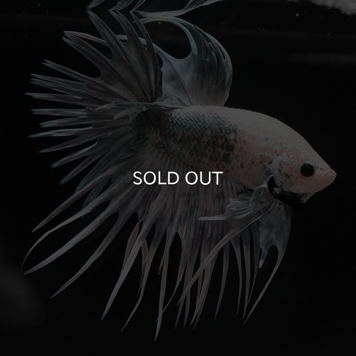 画像9: CT ホワイトカッパー (9)