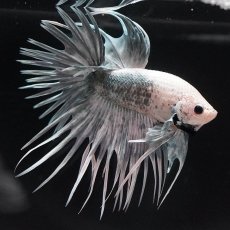画像9: CT　ホワイトカッパー (9)