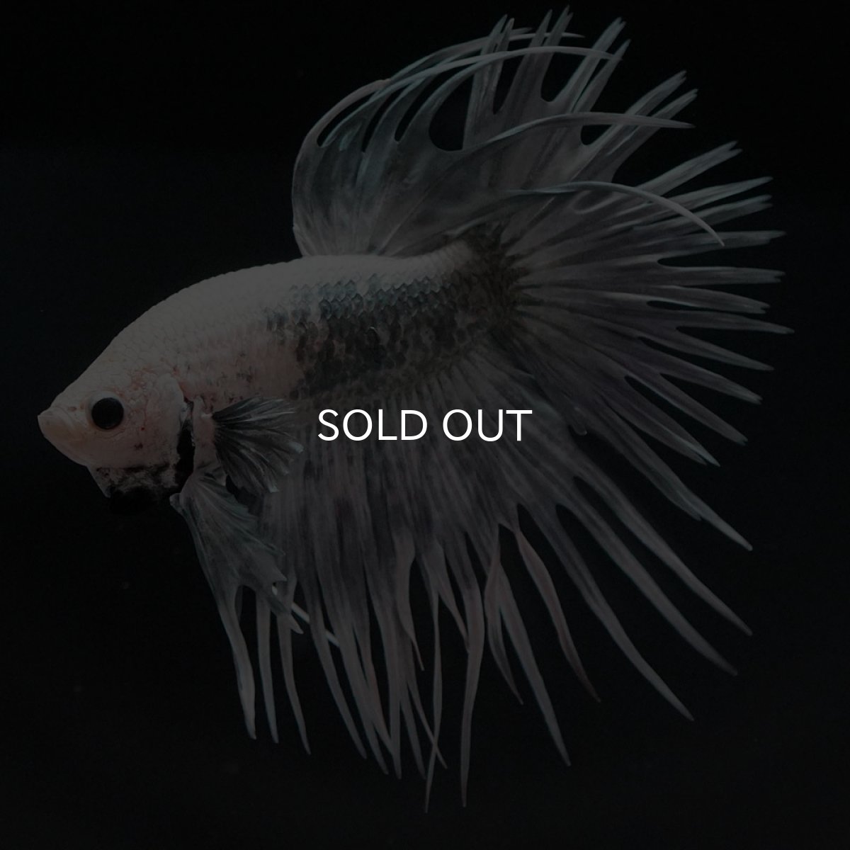 画像8: CT ホワイトカッパー (8)