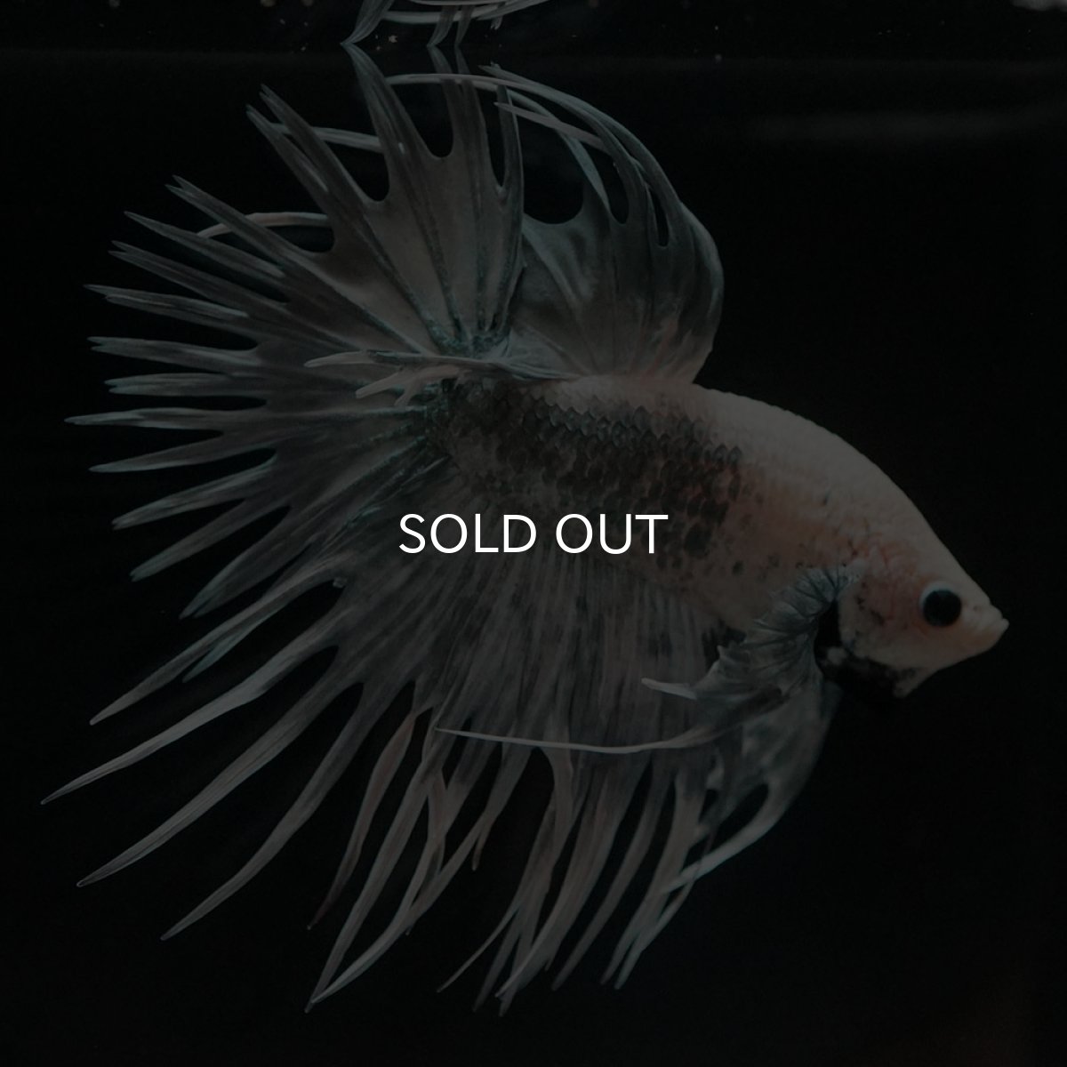 画像7: CT ホワイトカッパー (7)