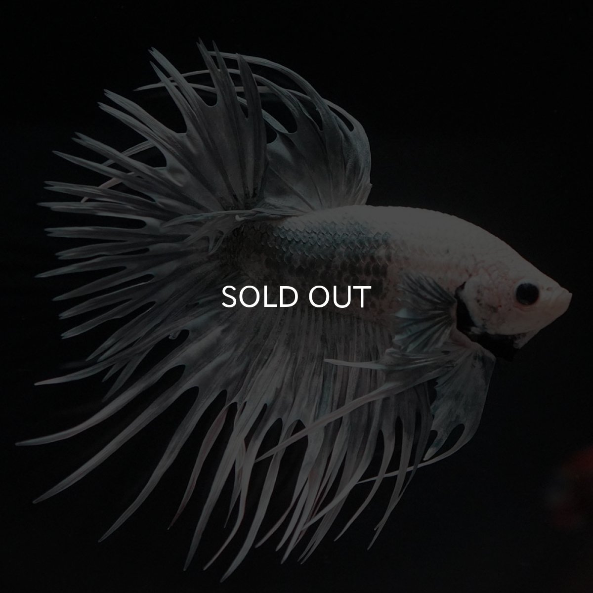 画像2: CT ホワイトカッパー (2)