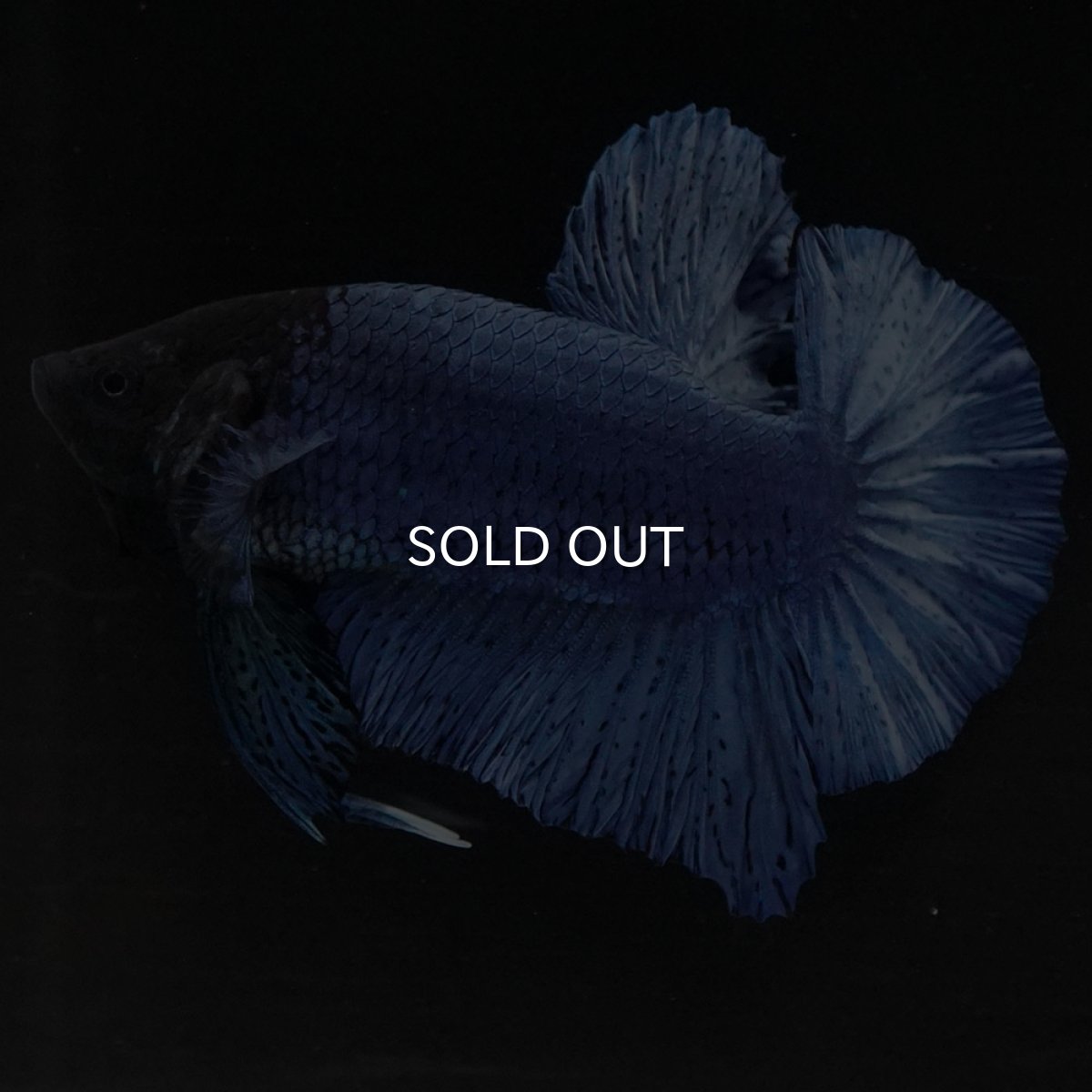 画像9: HMPK ソリッドブルー (9)