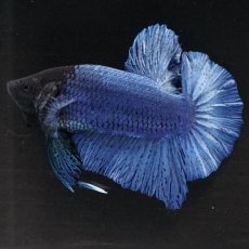 画像9: HMPK　ソリッドブルー (9)