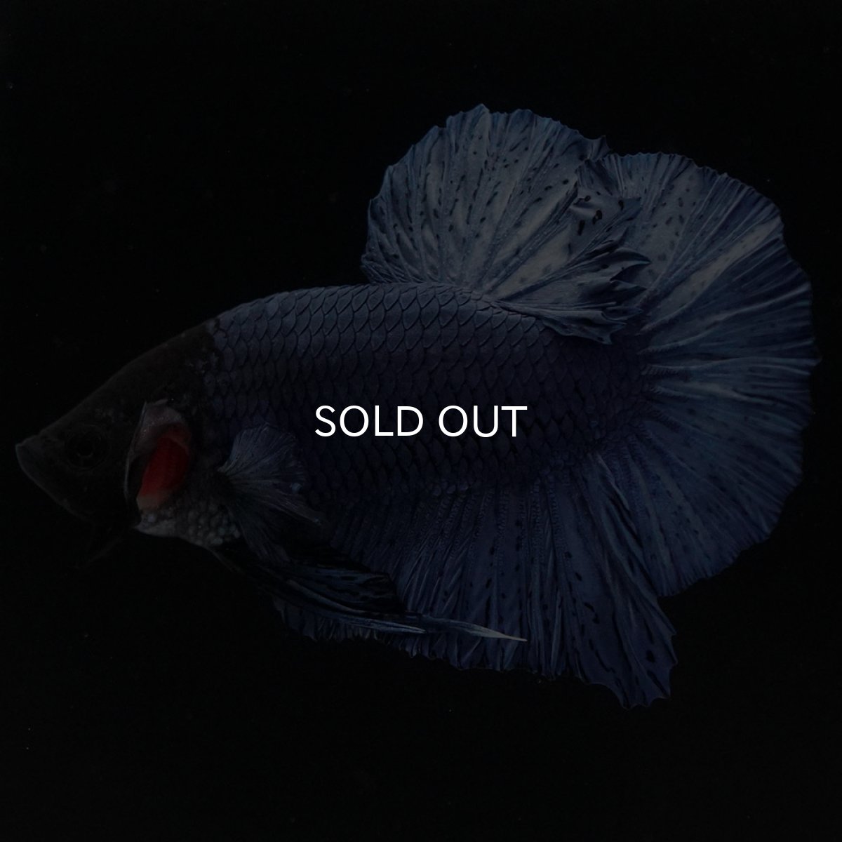 画像8: HMPK ソリッドブルー (8)